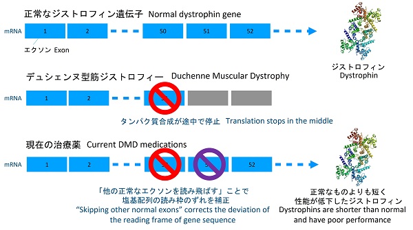 筋ジストロフィーの新たな治療薬開発に挑む Academist アカデミスト
